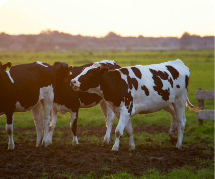 New analysis shows downward trend in nitrogen loss from Canterbury dairy farms