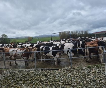 dairy cows ready for milking